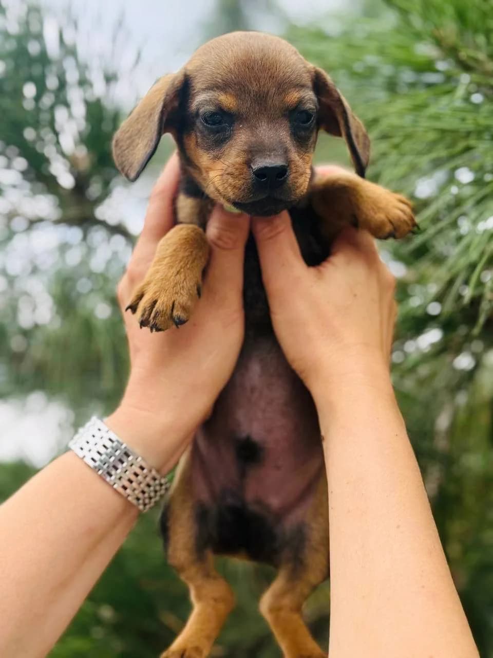 Shveps (Швепс), male puppy mixed breed for adoption at Sirius Shelter, Kyiv
