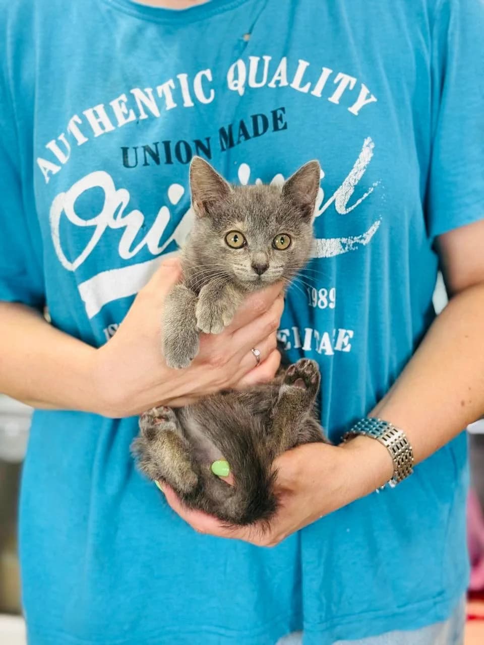 Ulya (Уля), female puppy mixed breed for adoption at Sirius Shelter, Kyiv