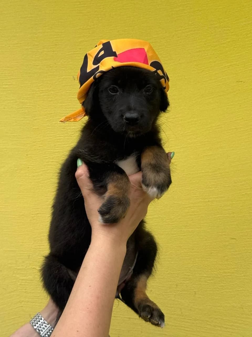 Darinka (Даринка), female puppy mixed breed for adoption at Sirius Shelter, Kyiv