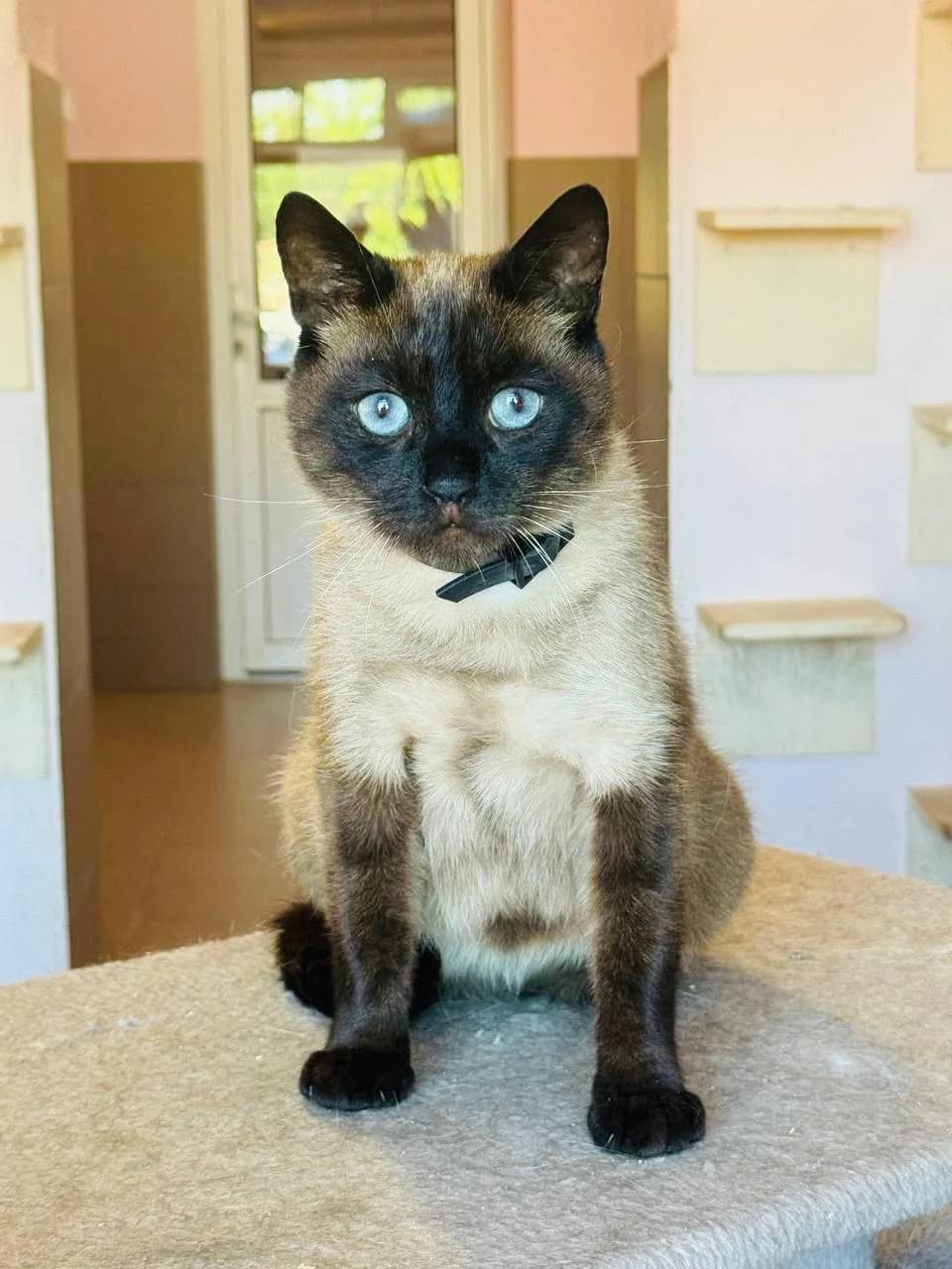 Sem (Сем), male 3yo mixed breed for adoption at Sirius Shelter, Kyiv