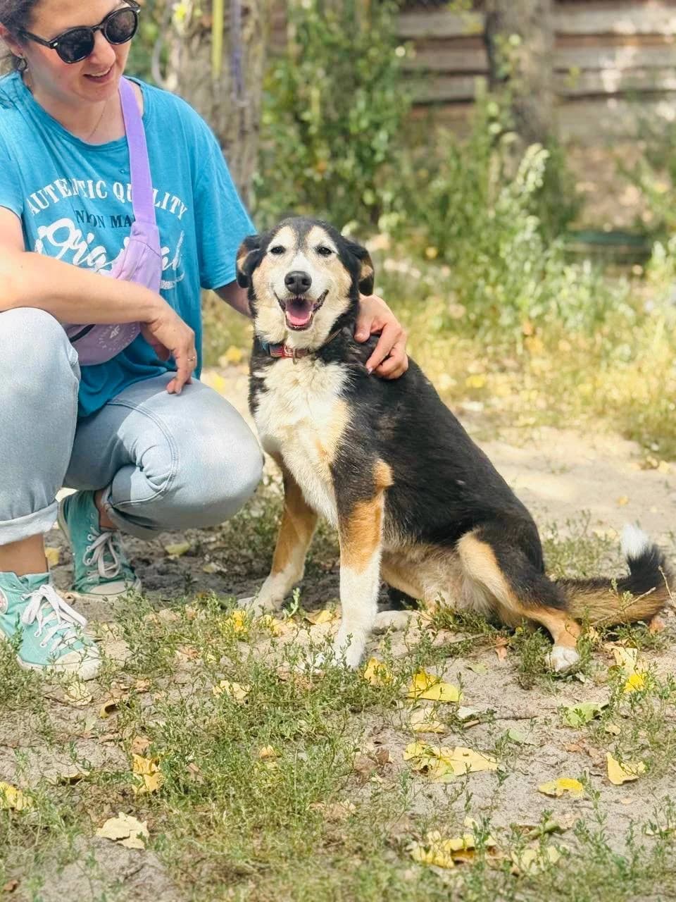 Lapi (Лапі), female senior mixed breed for adoption at Sirius Shelter, Kyiv
