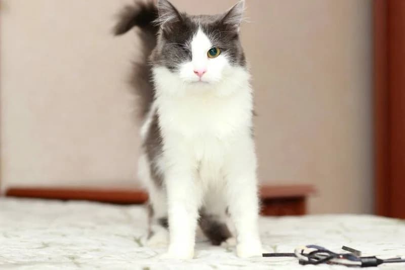 Yasha-osobennyy, serebristo-belyy, krupnyy kot ishtet rodnuyu semyu (Яша-особенный, серебристо-белый, Mixed Breed for adoption at Верность (Vernost)