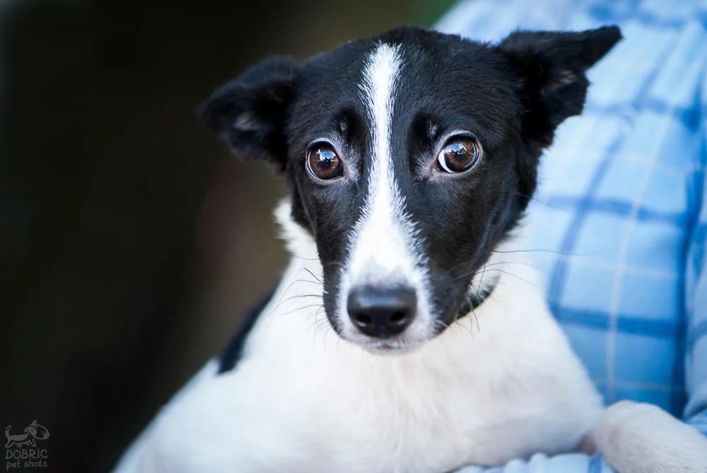 Tiffani, cherno-belaya, ne krupnaya (Тиффани, черно-белая, не крупная), Mixed Breed for adoption at Верность (Vernost)