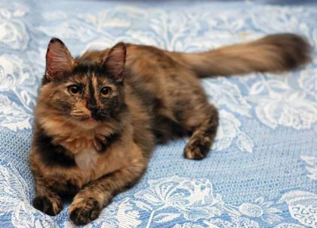 Cherepashka-Sashka, Sashenka (Черепашка-Сашка, Сашенька), Mixed Breed for adoption at Верность (Vernost)