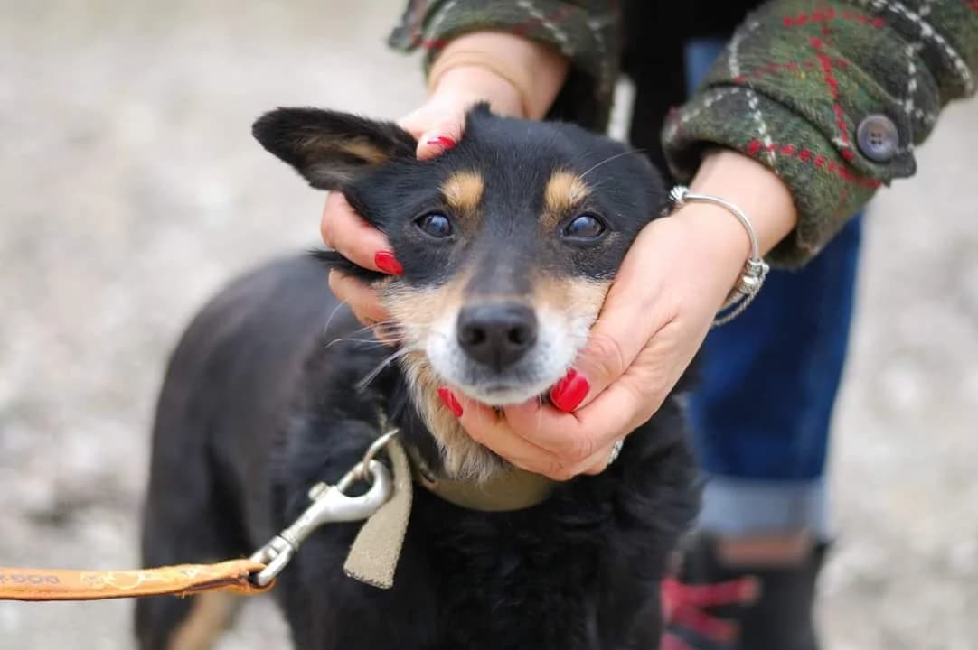 Fotosessiya sobachek iz priyuta Vernosti (Фотосессия собачек из приюта Верности), Mixed Breed for adoption at Верность (Vernost)