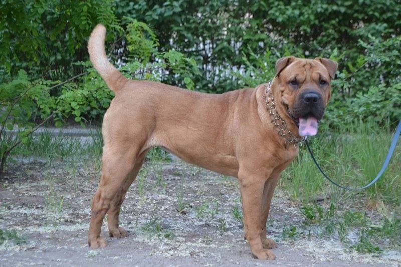 Kora, metis sharpeya i bordosskogo doga (Кора, метис шарпея и бордосского дога), Mixed Breed for adoption at Верность (Vernost)