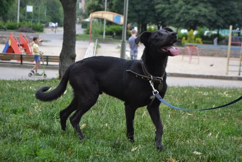 Obvorozhitelnyy Patrik v poiskakh doma (Обворожительный Патрик в поисках дома), Mixed Breed for adoption at Верность (Vernost)