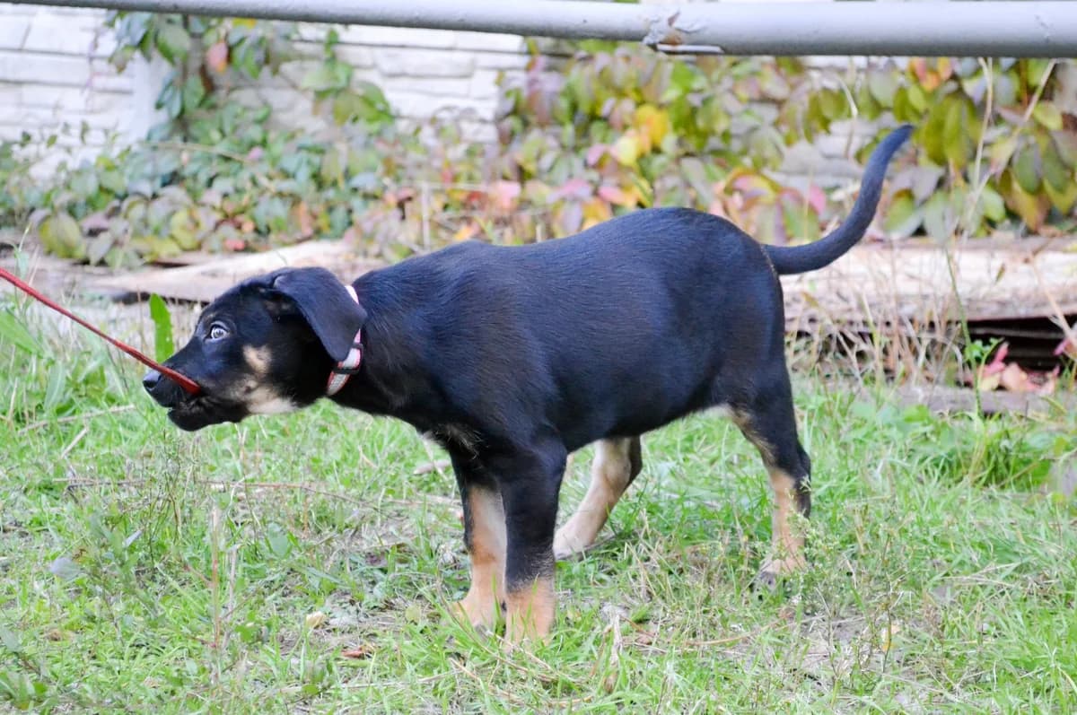 Novaya fotosessiya v priyute Vernosti (Новая фотосессия в приюте Верности), Mixed Breed for adoption at Верность (Vernost)
