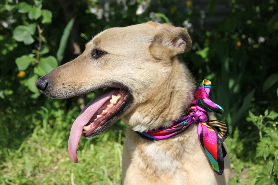 Milashka-obayashka ishtet dom (Милашка-обаяшка ищет дом), Mixed Breed for adoption at Верность (Vernost)