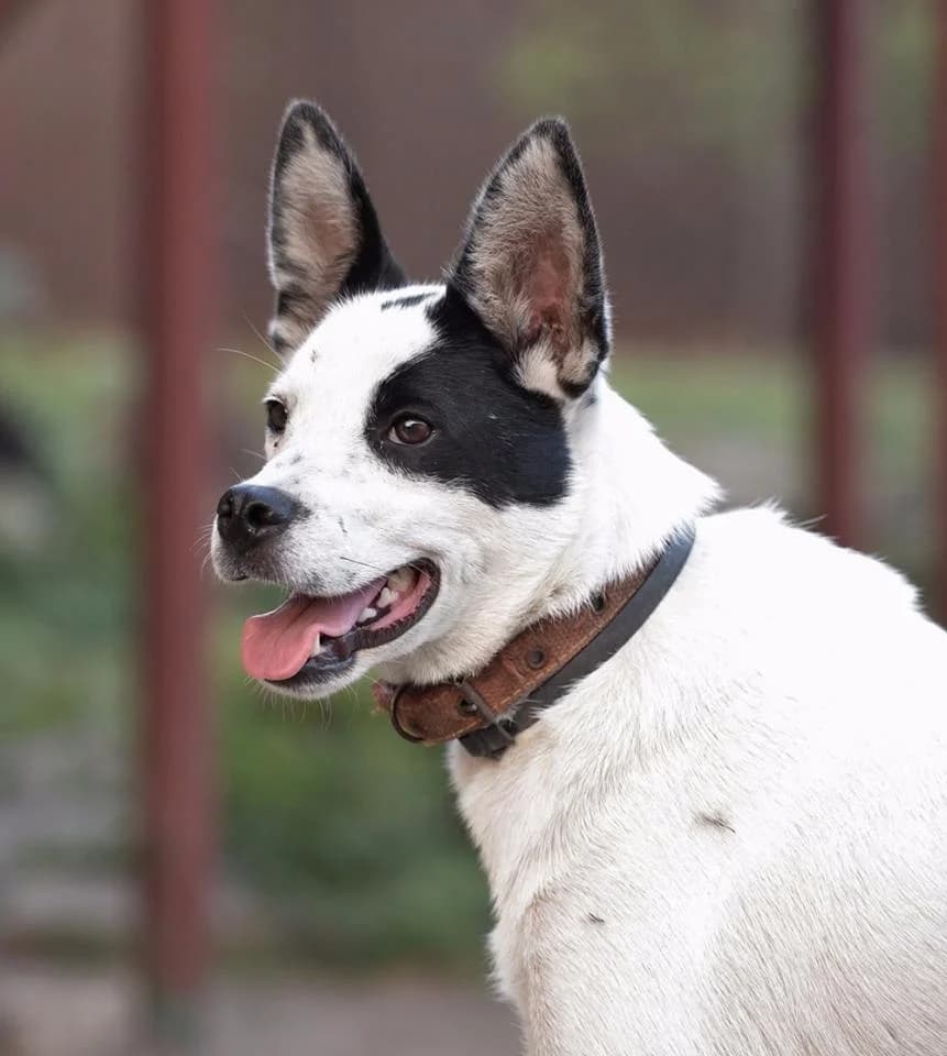 Zabavnaya Bellochka (Забавная Бэллочка), Mixed Breed for adoption at Верность (Vernost)