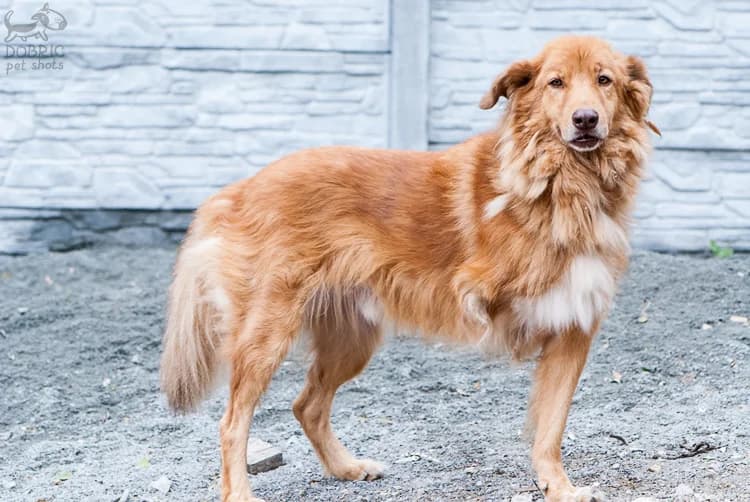 Yeti ishtet dom (Йети ищет дом), Mixed Breed for adoption at Верность (Vernost)