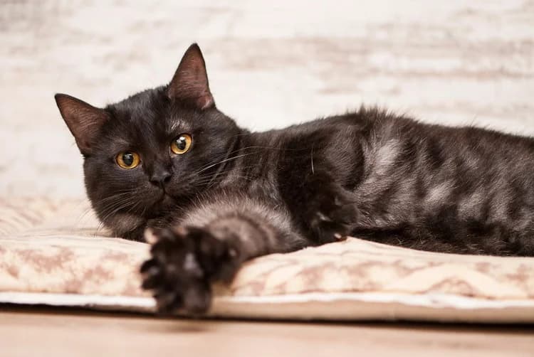 Smoki, dymchato-chernyy kotik obnimashka (Смоки, дымчато-черный котик обнимашка), Mixed Breed for adoption at Верность (Vernost)