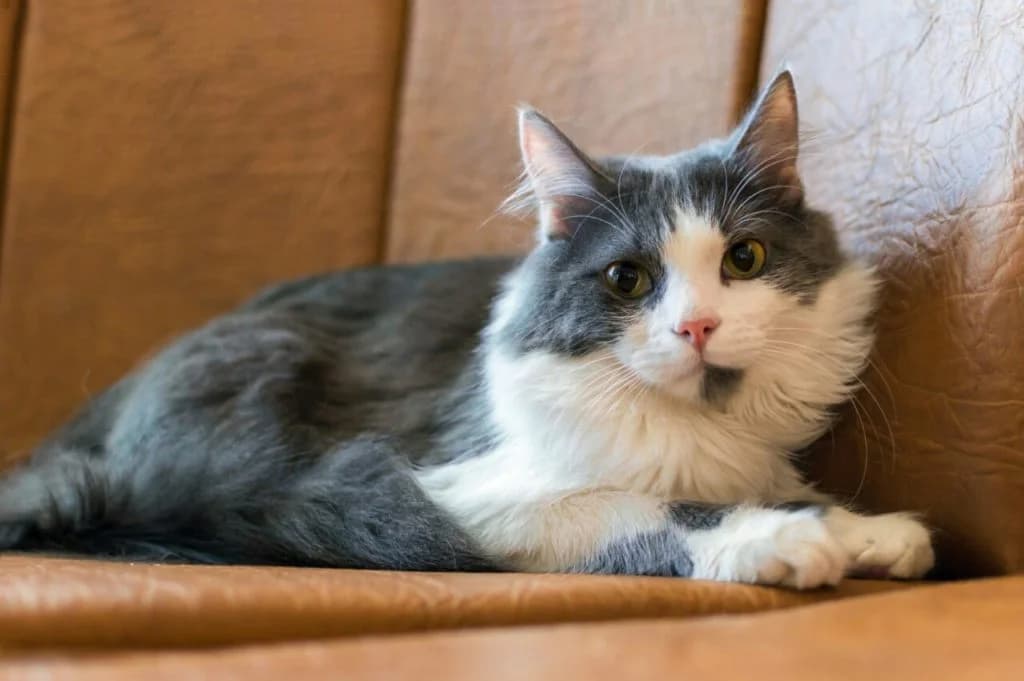 Belo-seryy kotenok ishtet dom (Бело-серый котенок ищет дом), Mixed Breed for adoption at Верность (Vernost)