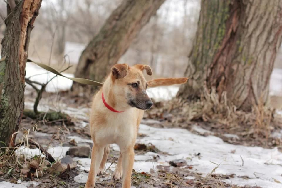 Krasotochka Layma ishtet semyu (Красоточка Лайма ищет семью), Mixed Breed for adoption at Верность (Vernost)