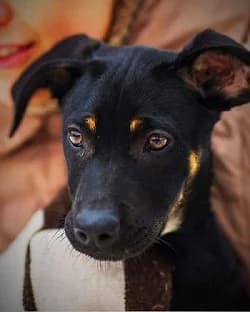 Brunya ishtet dom (Бруня ищет дом), Mixed Breed for adoption at Верность (Vernost)