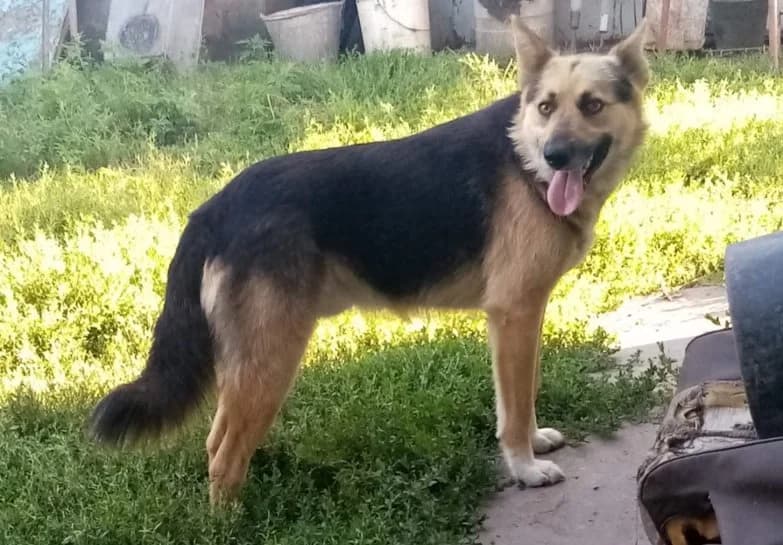 Grom — kompanon i zashtitnik (Гром — компаньон и защитник), Mixed Breed for adoption at Верность (Vernost)