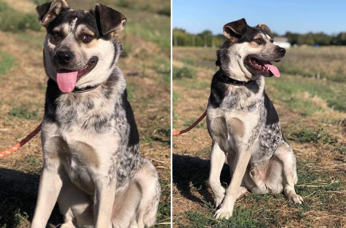 Zhorik ishtet dom (Жорик ищет дом), Mixed Breed for adoption at Верность (Vernost)