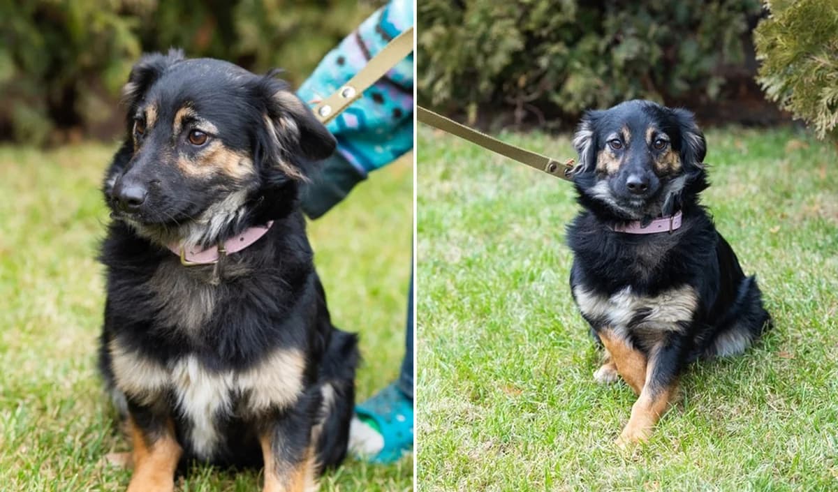 Sonechka ishtet dom (Сонечка ищет дом), Mixed Breed for adoption at Верность (Vernost)