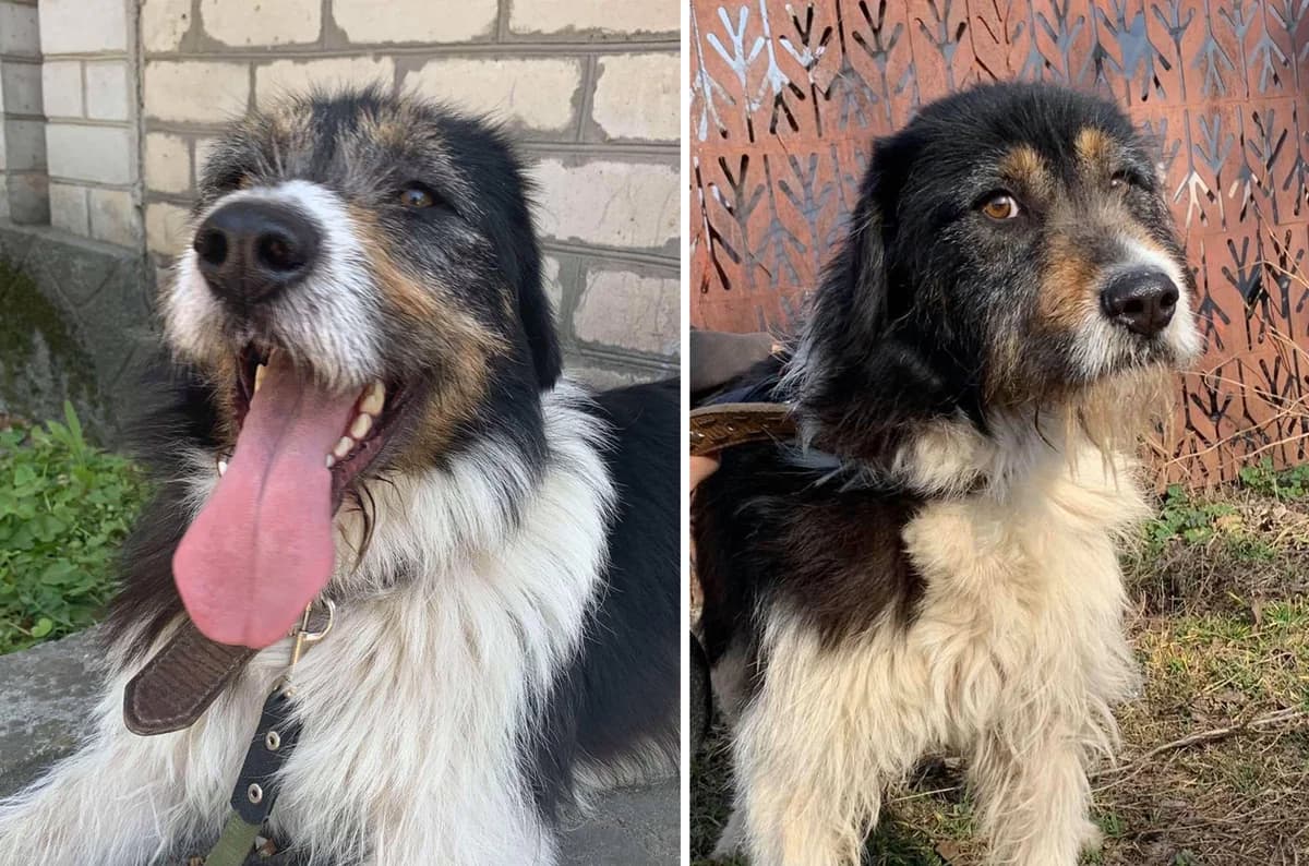 BOLShE SOBAChEK — V NAShEY BAZE (БОЛЬШЕ СОБАЧЕК — В НАШЕЙ БАЗЕ), Mixed Breed for adoption at Верность (Vernost)