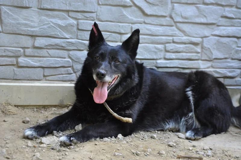 Ishtet zabotlivykh khozyaev zamechatelnaya Bagira (Ищет заботливых хозяев замечательная Багира),  Mixed Breed for adoption at Верность (Vernost)