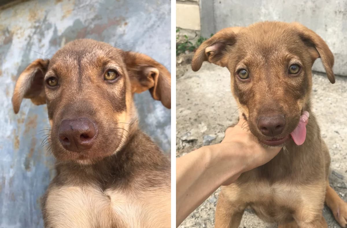 Shtenok Biskvit, solnechnoe chudo (Щенок Бисквит, солнечное чудо),  Mixed Breed for adoption at Верность (Vernost)