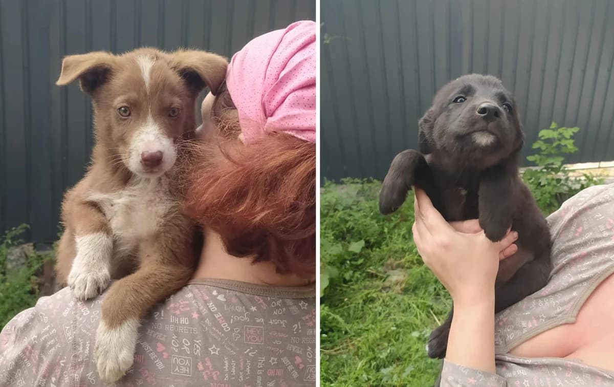 Milye obayashki ishtut dom (Милые обаяшки ищут дом),  Mixed Breed for adoption at Верность (Vernost)