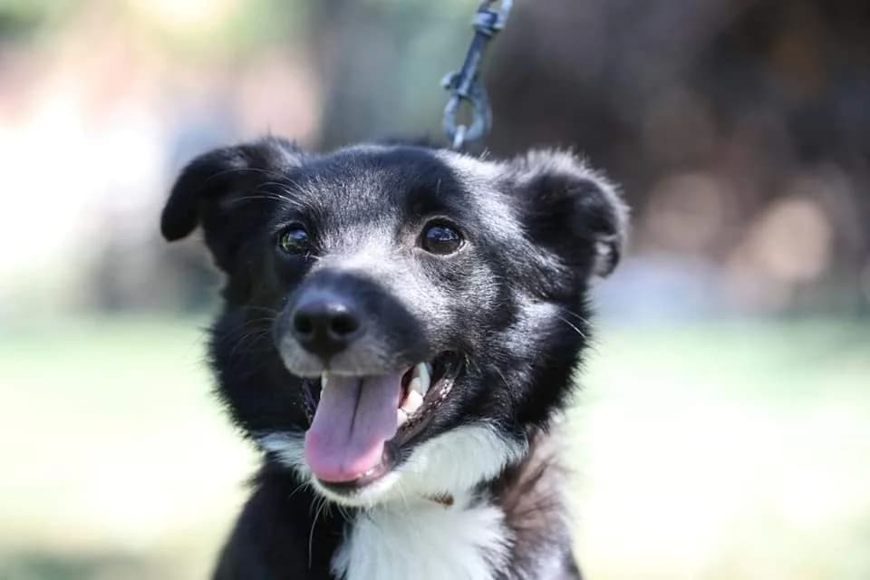 Melkaya Tinochka ishtet dom (Мелкая Тиночка ищет дом),  Mixed Breed for adoption at Верность (Vernost)