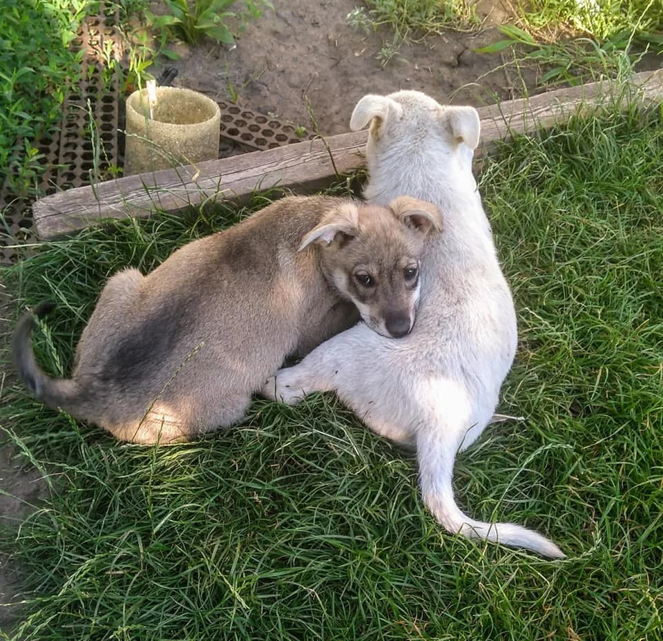 Chetyre malchika i dve devochki (Четыре мальчика и две девочки),  Mixed Breed for adoption at Верность (Vernost)