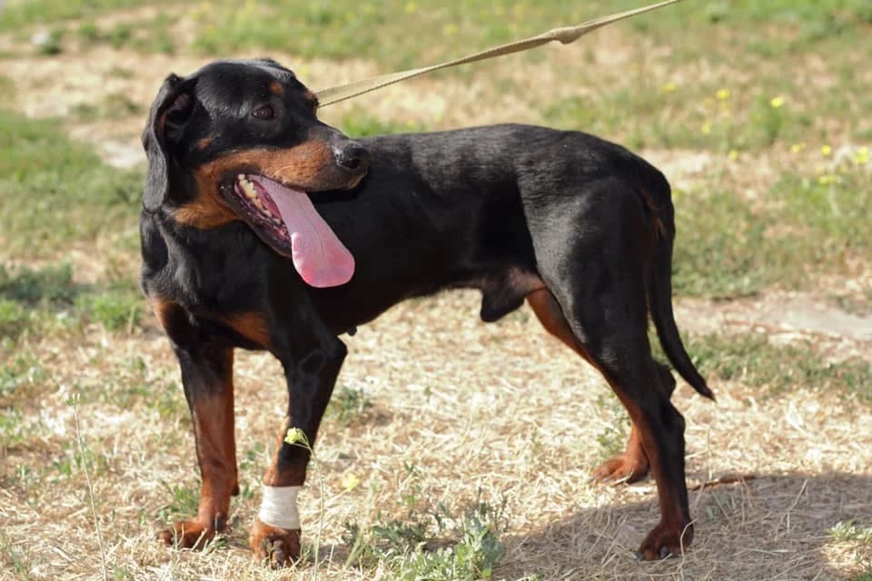 Ed redkoy porody — slovatskiy kopov (Эд редкой породы — словацкий копов),  Mixed Breed for adoption at Верность (Vernost)