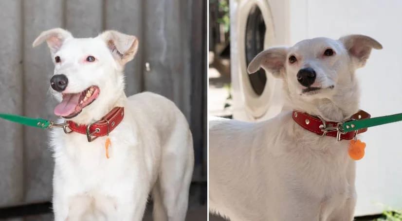 Kasper, dobroe beloe oblachko (Каспер, доброе белое облачко),  Mixed Breed for adoption at Верность (Vernost)