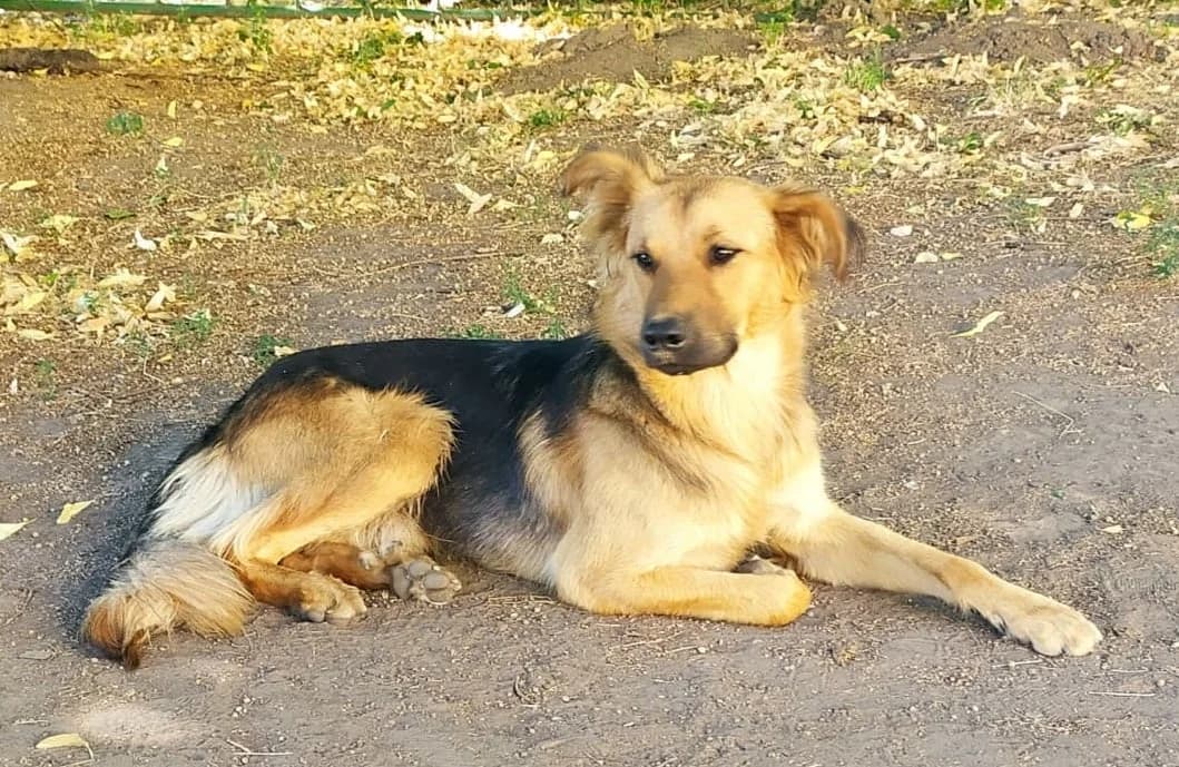 Molodoy pes Richard ishtet dom (Молодой пес Ричард ищет дом),  Mixed Breed for adoption at Верность (Vernost)