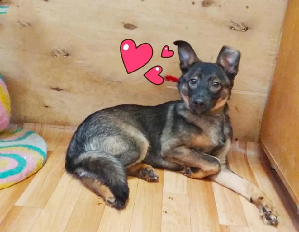 Komu nuzhny sobaki-okhranyaki, naletay (Кому нужны собаки-охраняки, налетай),  Mixed Breed for adoption at Верность (Vernost)