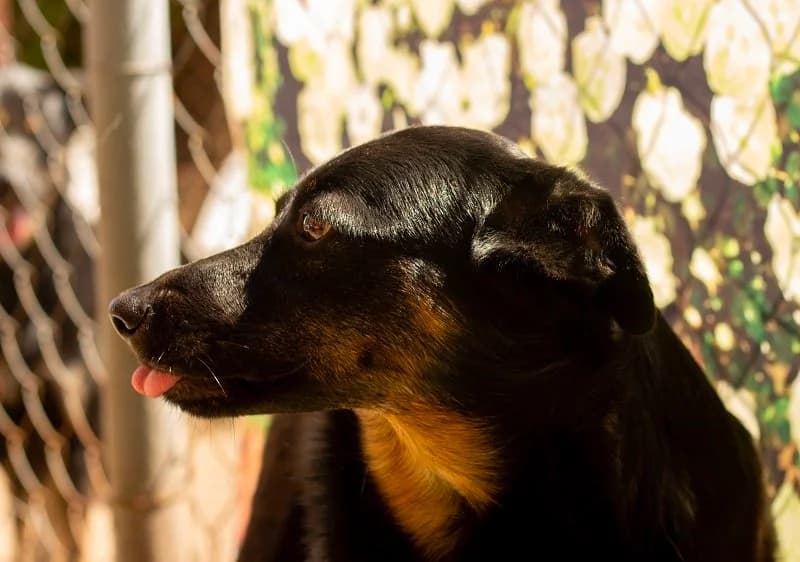 Betti ishtet dom (Бетти ищет дом),  Mixed Breed for adoption at Верность (Vernost)