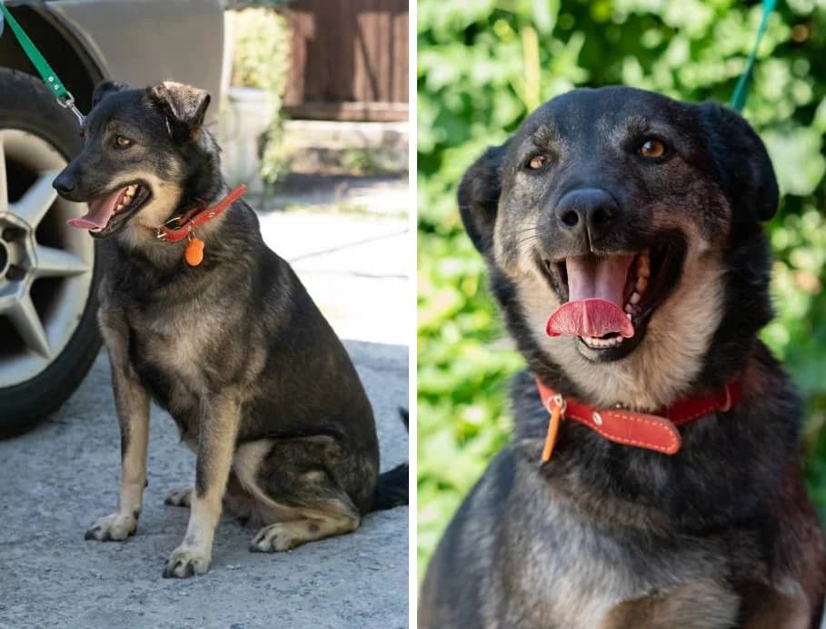 Ralf, ovcharistogo okrasa &mdash; ishtet dom (Ральф, овчаристого окраса &mdash; ищет дом),  Mixed Breed for adoption at Верность (Vernost)