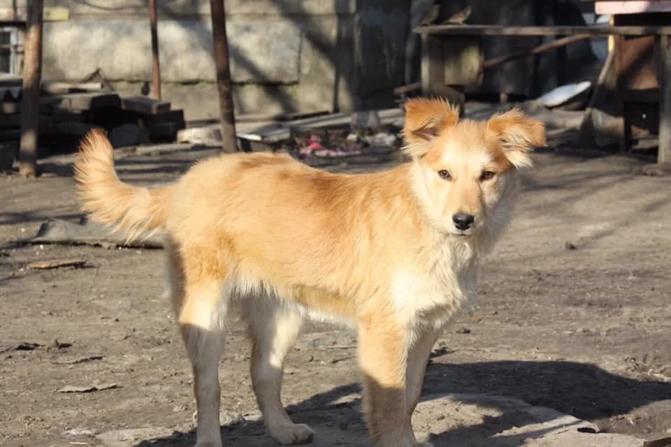 Zastenchivaya i nezhnaya, ochen krasivaya devochka (Застенчивая и нежная, очень красивая девочка),  Mixed Breed for adoption at Верность (Vernost)
