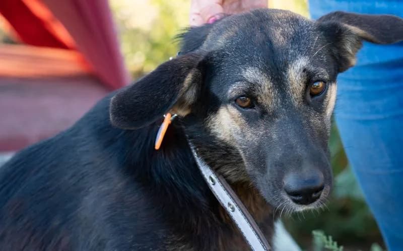 Mona — simpatichnaya chernaya sobachka (Мона — симпатичная черная собачка),  Mixed Breed for adoption at Верность (Vernost)