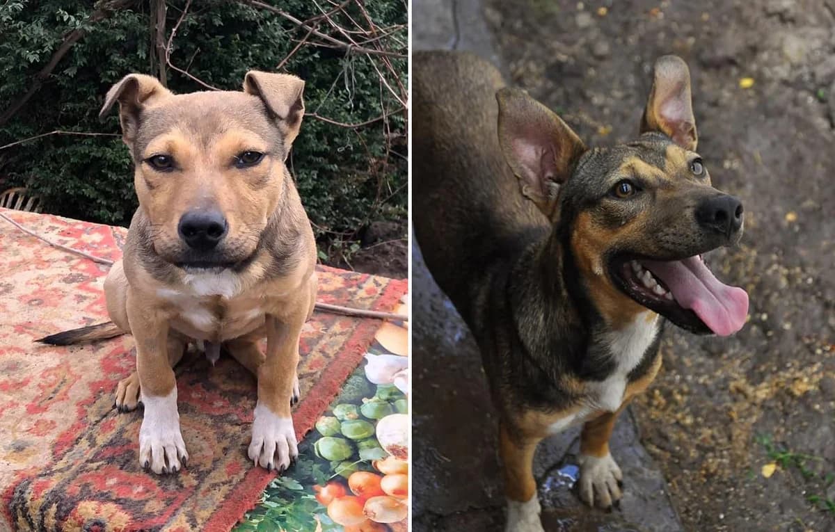 Archi — blizkiy metis pita (Арчи — близкий метис пита),  Mixed Breed for adoption at Верность (Vernost)