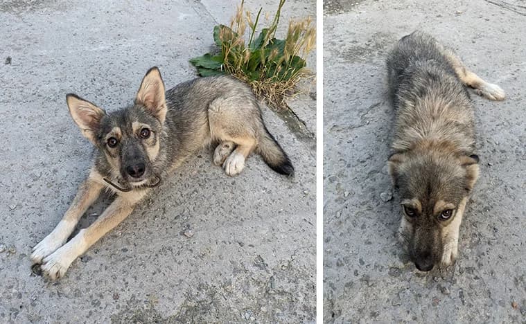 Dobraya i milaya sobachka Mayya (Добрая и милая собачка Майя),  Mixed Breed for adoption at Верность (Vernost)