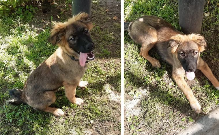 Pushistaya devochka ishtet dom (Пушистая девочка ищет дом),  Mixed Breed for adoption at Верность (Vernost)