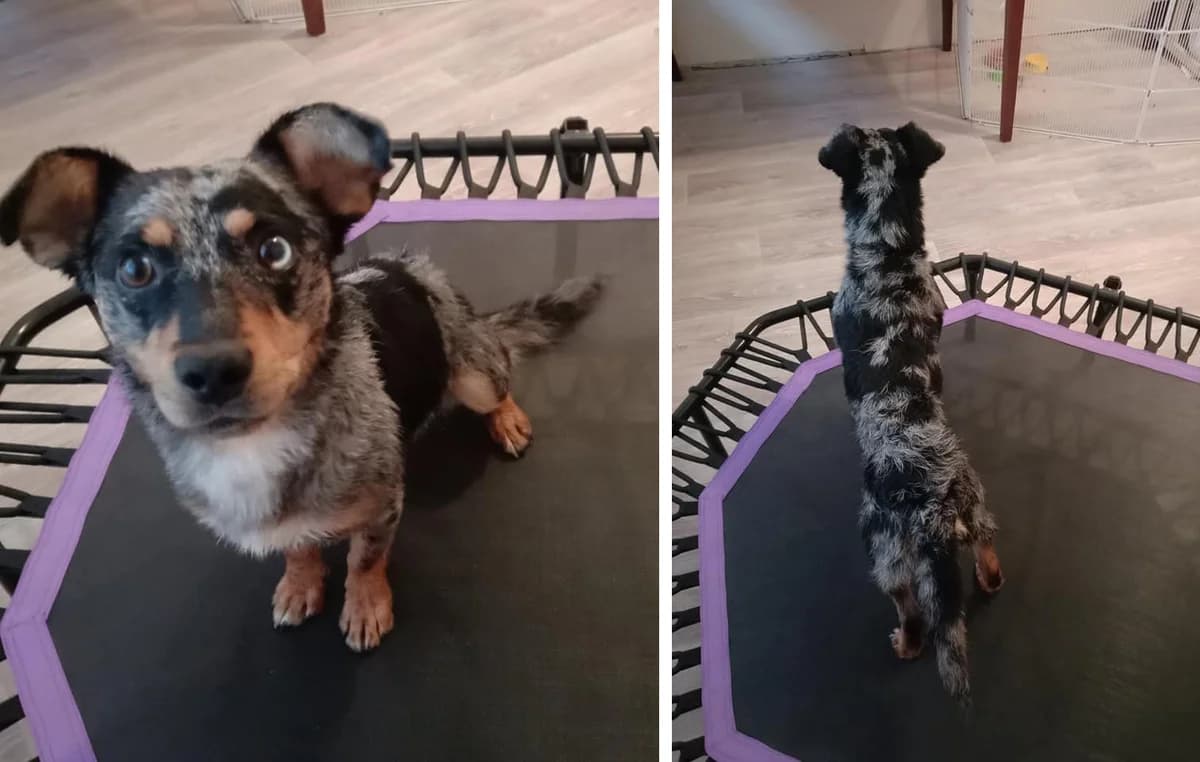 Rik ishtet dom (Рик ищет дом),  Mixed Breed for adoption at Верность (Vernost)