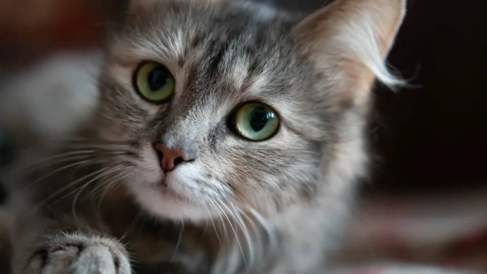 Velikolepnaya Margarita ishtet dom (Великолепная Маргарита ищет дом), Mixed Breed for adoption at Верность (Vernost)