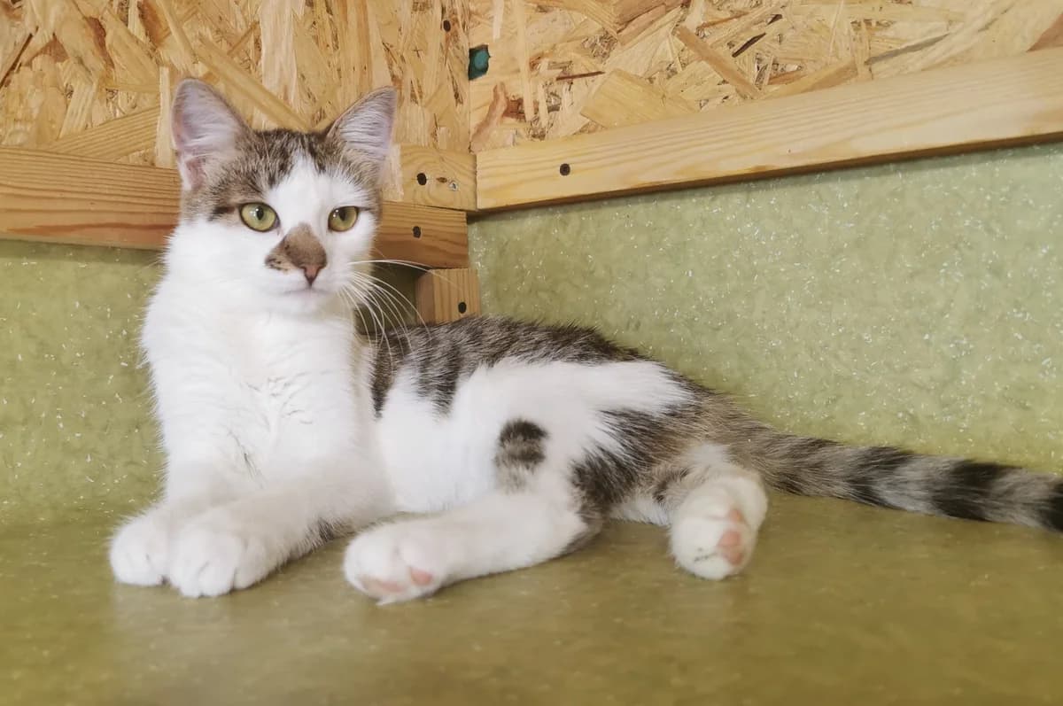 Kasper, prosto dobryy laskovyy kotik (Каспер, просто добрый ласковый котик), Mixed Breed for adoption at Верность (Vernost)