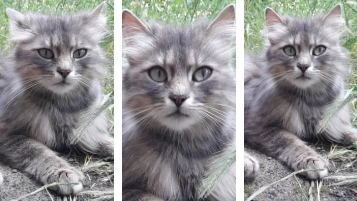 Molodaya koshechka Alisa osobennoy krasoty (Молодая кошечка Алиса особенной красоты), Mixed Breed for adoption at Верность (Vernost)
