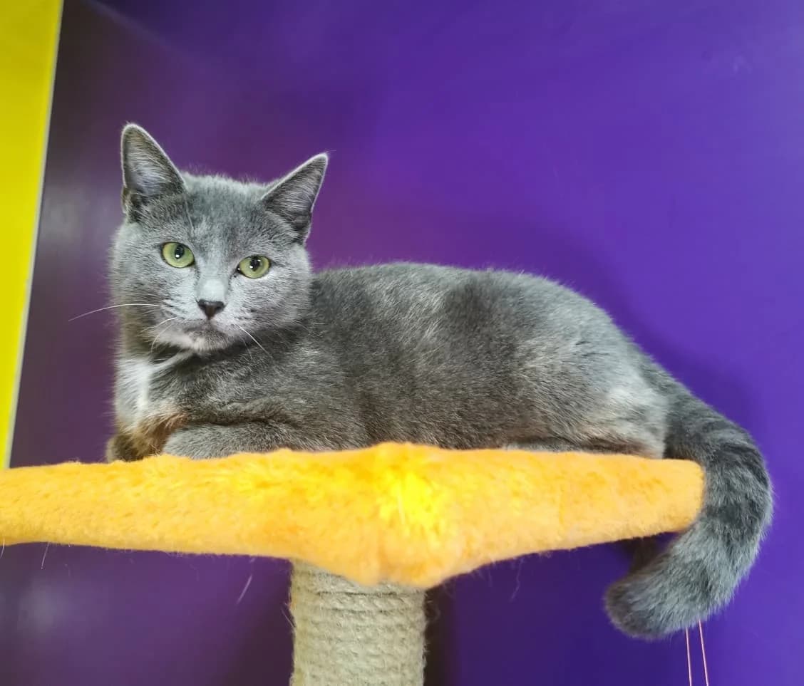 Krasavitsa Fibi, spokoynaya i laskovaya koshechka (Красавица Фиби, спокойная и ласковая кошечка), Mixed Breed for adoption at Верность (Vernost)