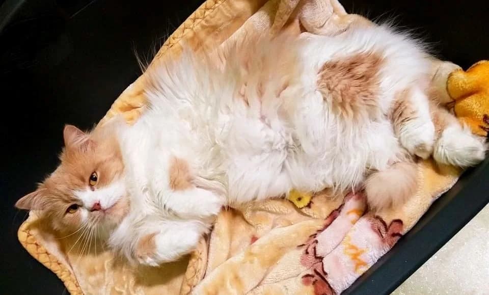 Pushistenkaya tolstushka Mayya (Пушистенькая толстушка Майя), Mixed Breed for adoption at Верность (Vernost)