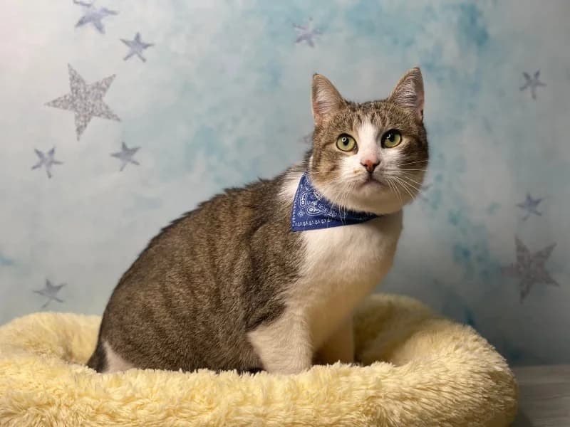 Sema, Semushka — lagidniy kotik (Сема, Семушка — лагідний котик), Mixed Breed for adoption at Верность (Vernost)