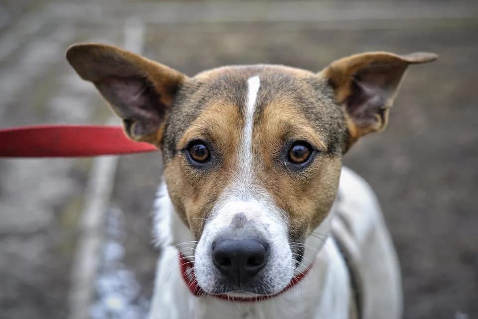 Krasen Kay (Красень Кай),  Mixed Breed for adoption at Верность (Vernost)