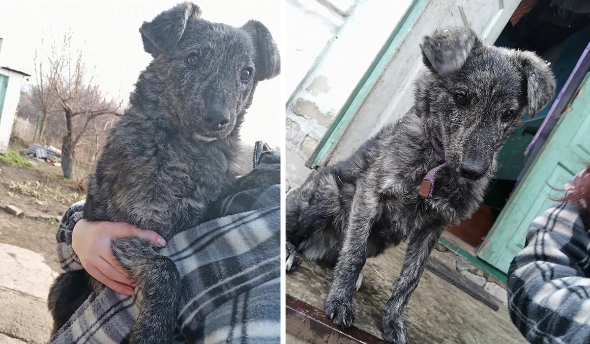 Slavniy khlopets Archi (Славний хлопець Арчі),  Mixed Breed for adoption at Верность (Vernost)