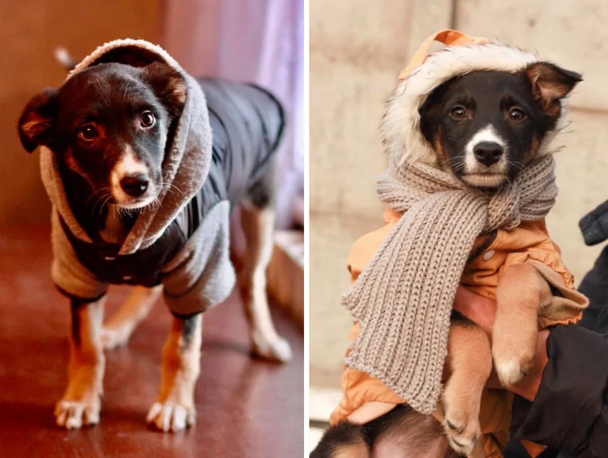 Malyatko Shusha shukaye budinok (Малятко Шуша шукає будинок),  Mixed Breed for adoption at Верность (Vernost)