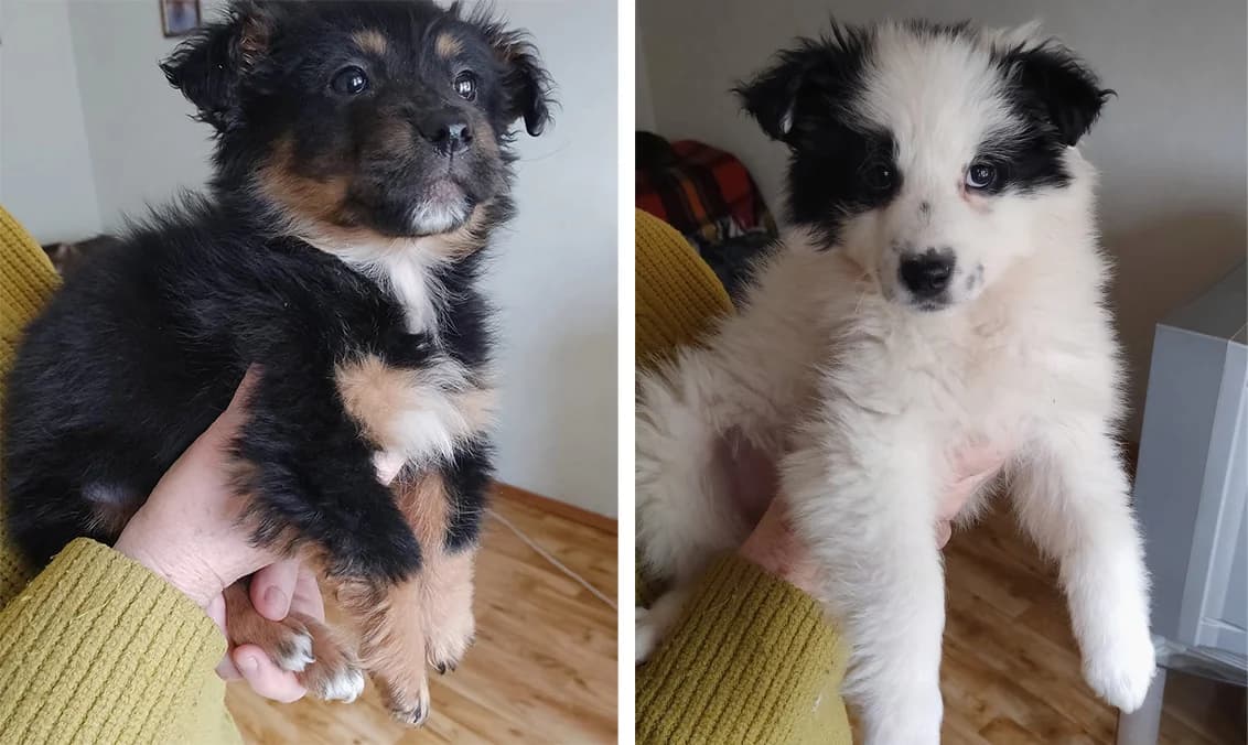 Malyukam blizko 3 misyatsiv (Малюкам близько 3 місяців),  Mixed Breed for adoption at Верность (Vernost)